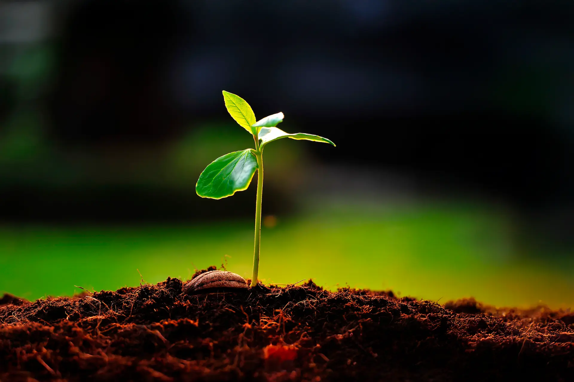 Planta verde creciendo